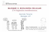 BLOQUE 2. BIOLOGÍA CELULAR 2.4 Orgánulos membranososa... · La membrana de los tilacoides es la responsable de la captación de la energía solar, pues contiene las clorofilas y