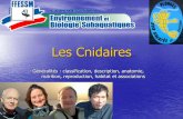 Les Cnidaires - smm.compta.free.frsmm.compta.free.fr/BIOSUBG/dossiers pdf/Les Cnidaires- Franck Gallois... · Les Cnidaires - Généralités : classification, description, anatomie,