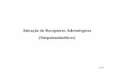 Ativação de Receptores Adrenérgicos (Simpatomiméticos) · PDF fileα2 Receptores adrenérgicos pós-sinápticos (SNC) Plaquetas Terminais nervosos adrenérgicos e colinérgicos