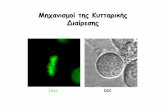 mitosis (modified 2015) · Adapted from: Alberts B, et al. The Molecular Biology of the Cell, Garland Science, 4th Ed. The Centrosome Microtubule Organising Center (MTOC) Accessory