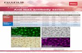 Iba1 antibody series - labchem-wako.fujifilm.com · Anti Iba1 antibody series Iba1 Iba1 Iba1 Iba1 Type Product Name Wako Cat. No Pkg. Size Cross-reactivity Applications Rabbit polyclonal