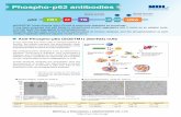 Anti-Phospho-p62 (SQSTM1) (Ser351) pAb Phospho …ruo.mbl.co.jp/bio/e/literature/pdf/146065_p62.pdfPM074 Anti-Phospho-p62 (SQSTM1) (Ser351) pAb Polyclonal Rabbit Ig (aff.) 100 μL