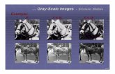 Gray-Scale imagesper/Cr. Re. Im. Im3.pdf · 2012-11-05 · Morphological Image Processing-Transformări uzuale derivate În final aceste diferenţe sunt normalizate şi utilizate