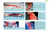 Δερματικά μοσχεύματα · 2017-08-10 · 62 Ιατρική Ζώων Συντροφιάς • Τόμος 6 • Τεύχος 1 • 2017 Ελ. Βενιζέλου 48,