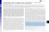Pegylated IFN-α suppresses hepatitis C virus by promoting ... · PDF file Pegylated IFN-α suppresses hepatitis C virus by promoting the DAPK-mTOR pathway Wei-Liang Liua,b, Hung-Chih