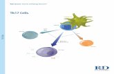 Th17 Cells... Differentiation & Function of Th17 Cells Interleukin-17 (IL-17)-producing T helper cells (Th17 cells) are a lineage of CD4 + effector T cells that is distinct from the