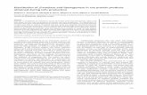 {Distribution of $ eta$-amylase and lipoxygenase in …...119 Distribution of β-amylase and lipoxygenase in soy protein products obtained during tofu production Slađana P. Stanojević,