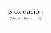 -oxidacióndepa.fquim.unam.mx/amyd/archivero/...24482.pdf · catalizadas por diferentes enzimas, que son muy similares. El primer estado de oxidación de los ácidos ... Acil-CoA
