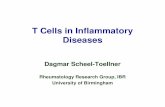 T Cells in Inflammatory Diseases - University of Birmingham · T Cells in Inflammatory Diseases Dagmar Scheel-Toellner Rheumatology Research Group, IBR ... T cell precursor Naïve