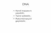 Online/Genetik/Dna; Rna...¢  2017-04-28¢  6 farkl¤± £¶karyotik DNA polimeraz vard¤±r DNA polimeraz ®±,