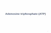 Adenosine triphosphate (ATP)fac.ksu.edu.sa/sites/default/files/4-_adenosine_triphosphate.pdf · because the activation energy for ATP hydrolysis is ... • Free energy of hydrolysis