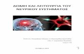 ΔΟΜΗ ΚΑΙ ΛΕΙΤΟΥΡΓΙΑ ΤΟΥ ΝΕΥΡΙΚΟΥ ΣΥΣΤΗΜΑΤΟΣblogs.sch.gr/vasileiod/files/2012/06/neuron-system... · 2014-05-30 · e 5 νευρικών ώσεων,