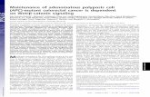 Maintenance of adenomatous polyposis coli APC on Wnt/β ...Maintenance of adenomatous polyposis coli (APC)-mutant colorectal cancer is dependent on Wnt/β-catenin signaling Alix Scholer-Dahirel1,