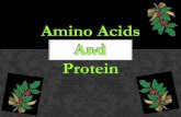 Amino Acids And Protein ... α Amino acids --- Natural amino acids β – Amino acids -- β alanine, β taurine γ -- Amino acids --- GABA, L Amino acids - normal present in Human1.