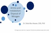 Amino acid metabolism: Disposal of Nitrogen ... •2) AAs consumed as precursors of nitrogen-containing small molecules •3) Conversion of AAs to glucose, glycogen, fatty acids, ketone