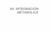 XII. INTEGRACIÓN METABÓLICAdepa.fquim.unam.mx/amyd/archivero/_25836.pdf · • El destino de una molécula en una encrucijada metabólica estádefinido por la regulación de la