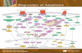 Regulation of Apoptosis - Cell Signaling Technology · 2019-01-25 · or patay ey and acground please isit APPLIATIONS REATIIT KE WB estern otting / IP mmnoprecipitation / IHC mmnoistocemistr