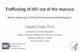 Trafficking of HIV out of the mucosa - Virology · PDF file •The GI tract is preferentially targeted during acute/early HIV-1 and SIV infections with consequent damage to the gut.