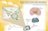 PAIN PROCESSING AND PATHWAYS - MD Biosciences · 2017-10-07 · Descending Inhibition Primary Somatosensory Cortex Ascending spinothalemic tract Thalamus locus ceruleus (pons) Noxious