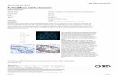 Purified Mouse anti-Nucleostemin — 562749 · 2016-09-12 · CRL-1821™, right blot) were probed with Purified Mouse anti-Nucleostemin monoclonal antibody at titrations of 2.0 (lane