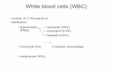 White blood cells (WBC) - u-szeged.hu · pentose-phosphate way (NADPH is required for generation of oxigene radicals) terminal oxidation is no. typical ... organisation will be acclimatize