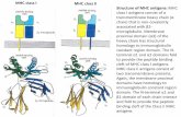 MHC class I MHC class II Structure of MHC antigens: MHC ... · In class II MHC molecules as well, the allelic variability is clustered in the α1 and β1 domains of MHC class II molecules,