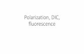 Polarization, DIC, fluorescence jokr7175/docs/Lesson 12.pdf Polarization, DIC, fluorescence • Last class • Morphological operators • Matlab morphological image processing •