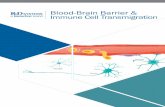 Blood-Brain Barrier & Immune Cell Transmigration€¦ · Blood-Brain Barrier & Immune Cell Transmigration RnDSy-lu-2945. ... ICC Immunocytochemistry IF Immunofluorescence IHC Immunohistochemistry