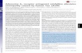 Adenosine A1 receptor antagonist rolofylline alleviates ... · Edited by Gregory A. Petsko, Weill Cornell Medical College, New York, NY, and approved July 26, 2016 (received for review