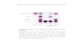 β Ustilago esculenta - Plant Cell · 0 0.05 0.1 0.15 . n. b. . on 0 100 200 300 . n. b. . . mol mg-1 cv. Maciry cv. SpB 50 100 150 200 . . . n. b. . mol mg-1 G2F G2 0 50 100 150