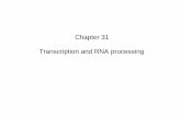 Chapter 31 Transcription and RNA · PDF file Transcription and RNA processing. RNA polymerase (RNAP) ... Posttranscriptional processing • Eukaryotic mRNA processing – 5’-Cap: