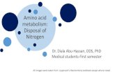 Amino acid metabolism: Disposal of Nitrogen€¦ · D-Amino acid metabolism by the kidney and liver. D-Amino acid oxidase (DAO) is an FAD-dependent peroxisomal enzyme that catalyzes