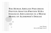 T HUMAN AMYLOID RECURSOR PROTEIN ADAPTER PROTEIN …RESEARCH OVERVIEW Alzheimer’s disease (AD) is a major contributor to the global burden of disease. It affects: 25 million as of