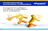 Understanding secondary antibodies Fragment ... fragment antibodies are smaller than whole IgG antibodies and hence can penetrate tissues easier. This is a definite advantage in applications