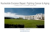 Nucleotide Excision Repair: Fighting Cancer & Aging 2017-12-04¢  Nucleotide Excision Repair: Fighting
