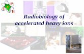 Р Л Б Radiobiology of accelerated heavy ionsnewuc.jinr.ru/img_sections/file/pract08/02.07/UC08July.pdf · The RBE problem was solved at the Flerov Lab accelerators DNA repair capacity