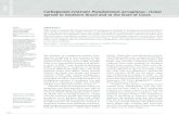 Carbapenem-resistant Pseudomonas aeruginosa - clonal ... · SPM-1 found in this study. REFERENCES 1. Gales AC, Menezes LC, Silbert S, Sader HS. Dissemination in distinct Brazilian
