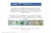 Agrobacterium tumefaciens- Lotus japonicus › download › pdf › 132822397.pdfΔιπλωματική εργασία- Eανταζή Ιωάννα ... τα κουκιά (Vicia faba),