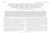 Hedgehog signaling has a protective effect in ...content-assets.jci.org/manuscripts/36000/36376/JCI0936376.v1.pdf · Hedgehog signaling has a protective effect in glucocorticoid-induced