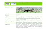 Τσακάλι (Canis aureus) · Νοτιανατολική Ασία. Στην Ευρώπη απαντάται µόνο στα Βαλκάνια, την Ουγγαρία και τη