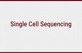 Single Cell Sequencing · RNA - 50k paired end reads / cell for cell type classiﬁcation RNA - .25M-1M paired reads / cell for transcriptome coverage DNA - 30-100x per cell e.g.