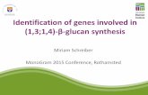 Identification of genes involved in (1,3;1,4)-β-glucan ...  › docs › MN2015 › O5.4_Miriam.pdf · PDF file

Wheat 1 3.2 : 1.0 Brachypodium 40 5.9 : 1.0 Rice