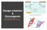 Glycogen metabolism & Gluconeogenesis · •Gluconeogenesis supplies the body with glucose: I. Glucose is the only source of energy for nervous tissues, RBCs and skeletal muscles
