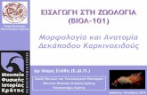 Τμήμα Bιολογίας Πανεπιστήμιο Κρήτης Μορφολογία και ......Μορφολογία και Ανατομία ΔεκάποδουΚαρκινοειδούς