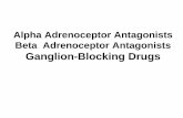 Alpha Adrenoceptor Antagonists Beta Adrenoceptor ...msg2018.weebly.com/uploads/1/6/1/0/16101502/alpha... · presynaptic α 2 receptors (leading to enhanced release of NE and sympathetic