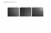 Supplemental Figure 1 - Journal of Biological Chemistry€¦ · Supplemental Figure 1. GATA6 is essential for endothelial vessel-like structure formation. Representative images of