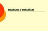 Péptidos y Proteínas - fca-ude.edu.uy · Su importancia biológica queda manifiesta en el hecho de que la información genética se expresa en última instancia produciéndolas.