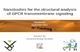 Nanobodies for the structural analysis of GPCR transmembrane … · 2018-12-27 · Nanobodies for the structural analysis of GPCR transmembrane signaling Strasbourg September 2011