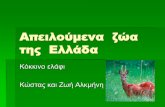 Απειλούμενα ζώα της Ελλάδαblogs.sch.gr/pdimitriadou/files/2015/02/Κόκκινο-ελάφι1.pdf · Το κόκκινο ελάφι (Cervus elaphus) είναι