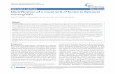 Identification of a novel anti-?E factor in Neisseria ...pt7mdv.ceingebi.unam.mx/~erueda/Curso_IBT_2011/neisseria.pdf · Research articleIdentification of a novel anti-σ E factor